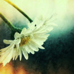 Nor-any-drooping-flower Nor-any-drooping-flower