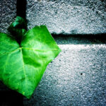 grean-leaf grean-leaf