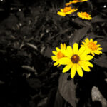 hello-yellow hello-yellow